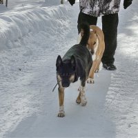 Дружные ребята :: Freddy 97 Дружные ребята :: Freddy 97