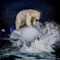 освоение льдины :: Аркадий Лаптенко освоение льдины :: Аркадий Лаптенко