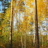 Осенний пейзаж :: Наталья *** Осенний пейзаж :: Наталья ***