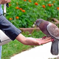 Городской голубь. :: Михаил Курзанцев