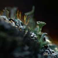 Оранжерея духовых инструментов :: Валерий VRN