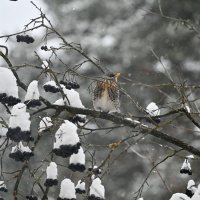 Пока всё не съест, не улетит, вторую неделю хомячит... :: Вадим 