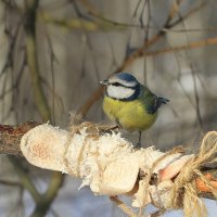 синица Лазоревка :: Ninell Nikitina синица Лазоревка :: Ninell Nikitina