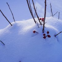 Февральские ягоды :: Сергей Ц Февральские ягоды :: Сергей Ц