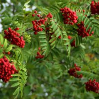 ... :: "The Natural World" Александер