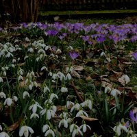 весенние цвета :: Heinz Thorns