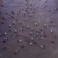 Утки :: Сапсан 