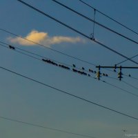 Воробьи :: fogmeadowww m