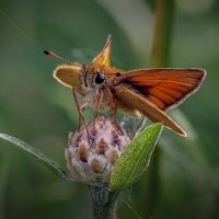 Бабочка из семейства толстоголовок. :: Aleksey Afonin