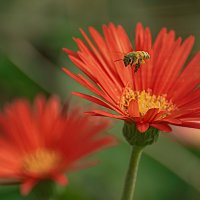 * :: Svetlana Galvez