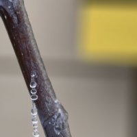 Бусы льдинок на ветке дерева :: Мариша 