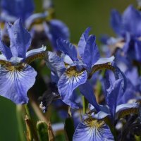 Отголоски прошлого лета.... :: Sergey (Apg)