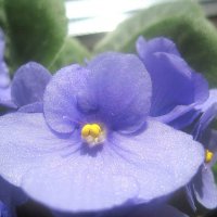 Фиалка :: Елена Семигина