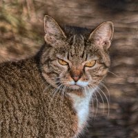 Первый кот на деревне :: Валерий 