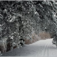 *** :: Aleksandr Gal