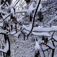 Зимние кружева :: Рита Симонова