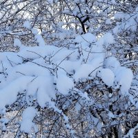 Зимние кружева :: Рита Симонова