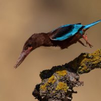 *** :: Евгений Фруман *** :: Евгений Фруман