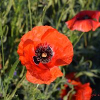 Природа Крыма :: Amazing Cosmea