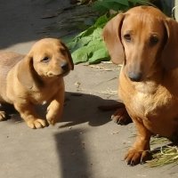 Такса с щеночком :: Елена Сухорученкова