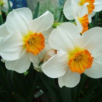 Нарциссы :: Лидия Бусурина