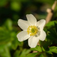 Про ветреницу... :: Николай Гирш