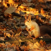 Любопытно, что там принес?... :: Александр Герасенков