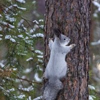 Зимний лес 2/5 :: Barguzin_45 Иваныч