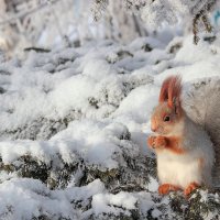 Соседи :: елена беликова Соседи :: елена беликова