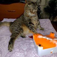 Лень играть :: светлана льдокова