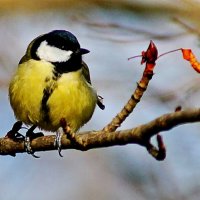 Ждём Весну... :: Николай Саржанов