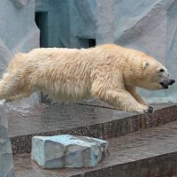 Полет торпеды ( прыжок в бассейн) :: елена беликова