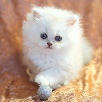 Беленький малышик. :: Оля Богданович