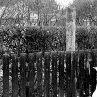 Гусь обнимусь :: Maria Rainer Гусь обнимусь :: Maria Rainer