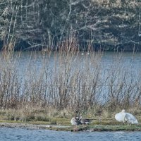 Озеро Липпа :: Jakob Dick