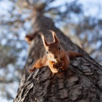 рыжая :: Антон Лихач