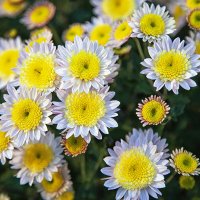 Осенние хризантемы. :: Лилия * Осенние хризантемы. :: Лилия *