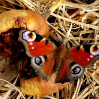 опять про бабочек...498 (павлиний глаз) :: Александр Прокудин