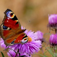 опять про бабочек...500 (павлиний глаз) :: Александр Прокудин