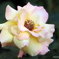 они на радость нам даны :: Олег Лукьянов