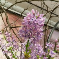 Сирень :: Сапсан 