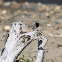 Птичка :: Игорь Сикорский