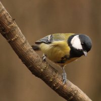 ..наблюдает... :: Александр Герасенков ..наблюдает... :: Александр Герасенков