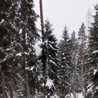 Зимний лес. :: Ольга 