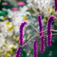 Утро на даче :: Сергей В Утро на даче :: Сергей В