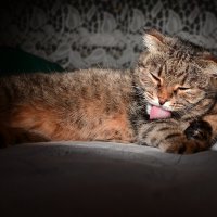 *** :: Владислав Левашов