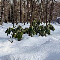 Февраль. Рододендрон. :: Валерия Комова
