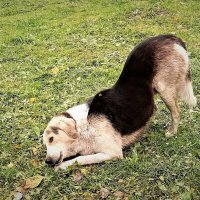 ВКУСНАЯ КОСТОЧКА :: Виктор Никитенко