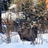 Лесной гость за окном :: Ольга Довженко