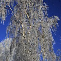 Веточки березки .. :: Татьян@ Ивановна